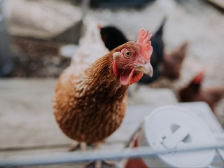 Vtáčia chrípka je dodnes