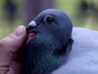 Poštová holubica New Kim