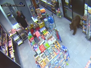 Neuveriteľný prípad: VIDEO Medveď
