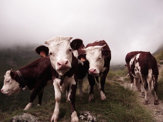 Svetovou pandémiou netrpíme prvýkrát: