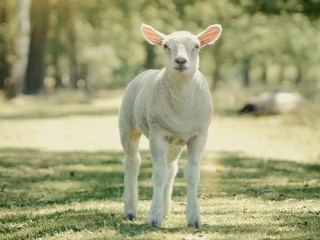 Náš pán, Kĺzavý medián,