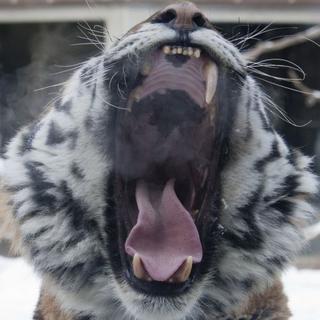 Vzácny sibírsky tiger zabil
