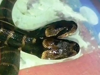 V Thajsku našli dvojhlavého