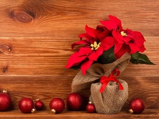 JEDOVATÁ krása Vianoc: Nepodceňujte