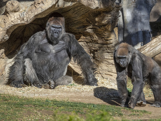 Gorily v americkej zoo