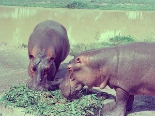 Hon na Escobarove hrochy