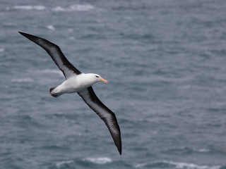 Z nemotorného albatrosa sa