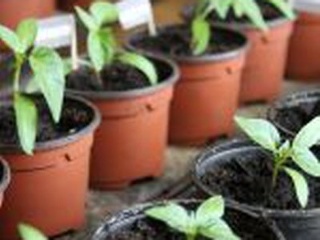 Záhradkári, kedy začať sadiť?