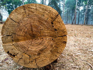 Vedci skúmali letokruhy stromov: