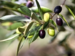 Konkurencia zeleného čaju a