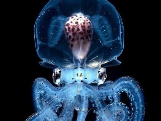 Tmavé hĺbky oceánu sú