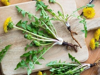 BURINA, ktorá je jednou