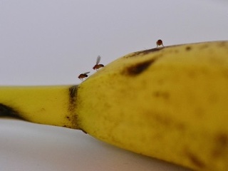 Účinný TRIK, ako predísť