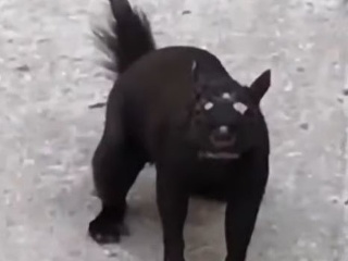 VIDEO zvieracieho mutanta vydesilo