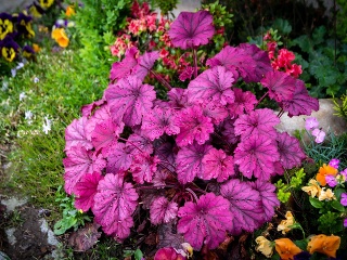 Sedem rastlín, ktorým sa