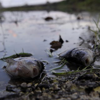 Uhynuté ryby v Dunaji