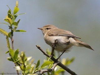 Kolibiarik iberijský