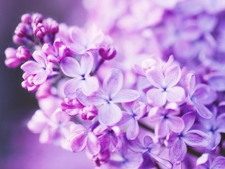 Vyniká krásou a vôňou,