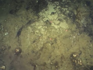 VIDEO Vedci na morskom