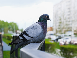 Otravujú vás holuby? Dajte