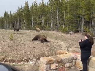 VIDEO Turistka provokovala medvediu
