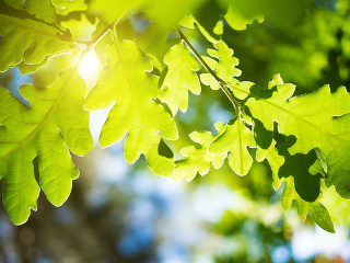 KVÍZ Dokážete rozpoznať stromy