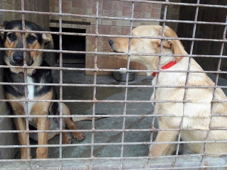 Vyhlásenie slovenských útulkov