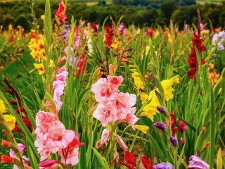 ROZHOVOR Šľachtiteľ gladiol o