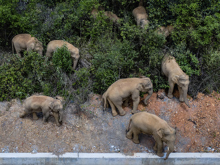 Migrujúce slony 