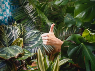 Izbové rastliny dokážu naozajstné