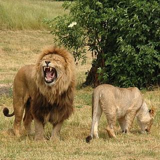 Levy zabili turistu počas