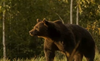 Smrteľný útok medveďa vyvolal