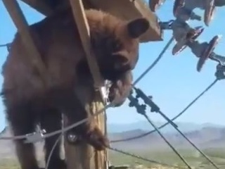 VIDEO Medveď uviazol na
