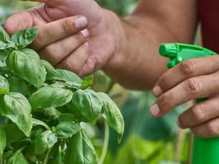 Napadli vašu bazalku či