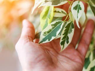 Zabudnite na ventilátor: Päť