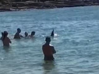 VIDEO Delfín v dovolenkovom