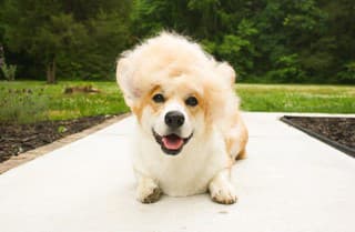 Sociálne siete pobláznil nový