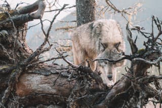 Knihu Vlčie leto prečítaš