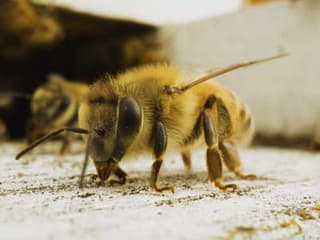 Včely sú kráľovnami Zeme,