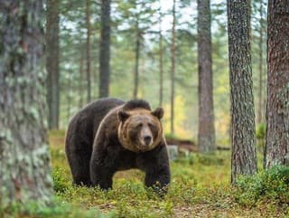 Rizikový medveď v Jasenskej