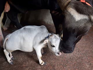 Rani je najmenšia krava