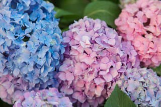 Ako pestovať hortenzie? Ich