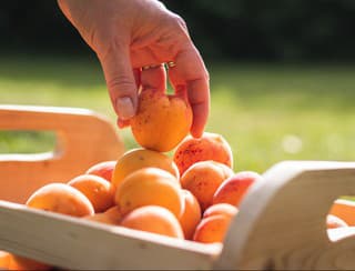 Dozreli vám marhule alebo