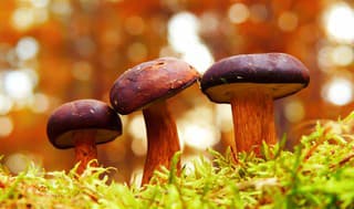 KVÍZ pre všetkých hubárov: