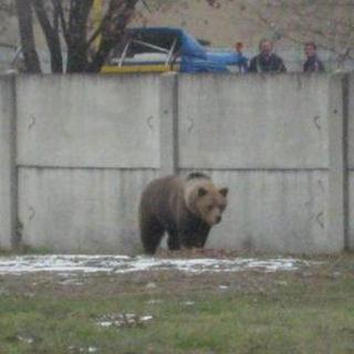 Medvedica útočila v Sklabini,
