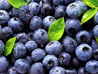 Menia zloženie baktérií v