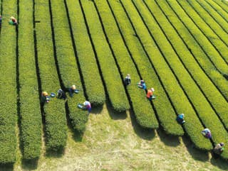 Ženy počas zberu čaju