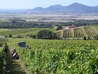 Zber hrozna v slovenskej