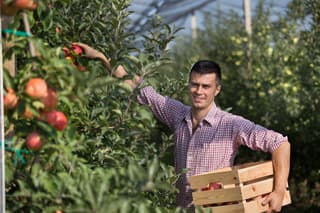 Samozber jabĺk v sezóne