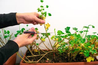 Praktický postup, ako prezimovať